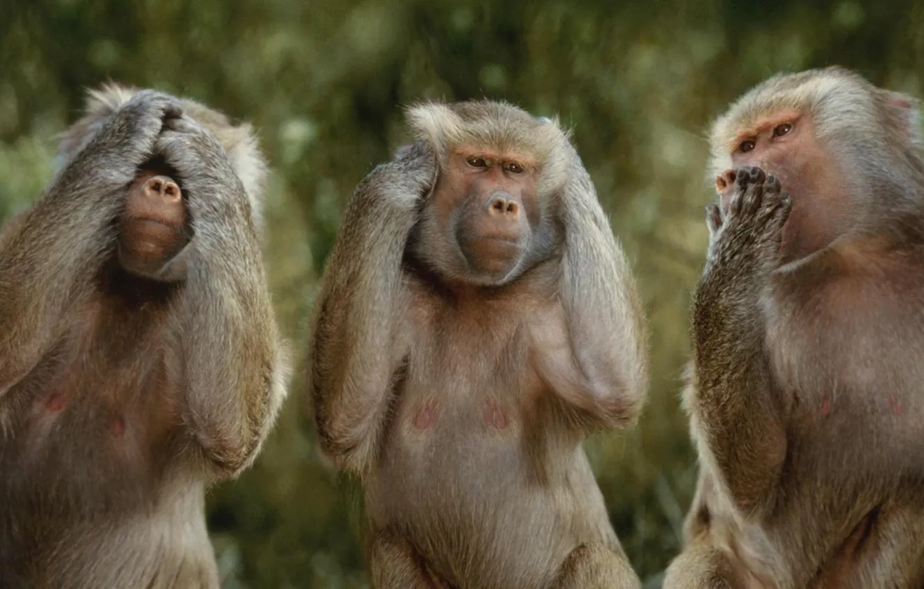 Photo wallpaper animals, monkeys, funny, wildlife, hdwalls