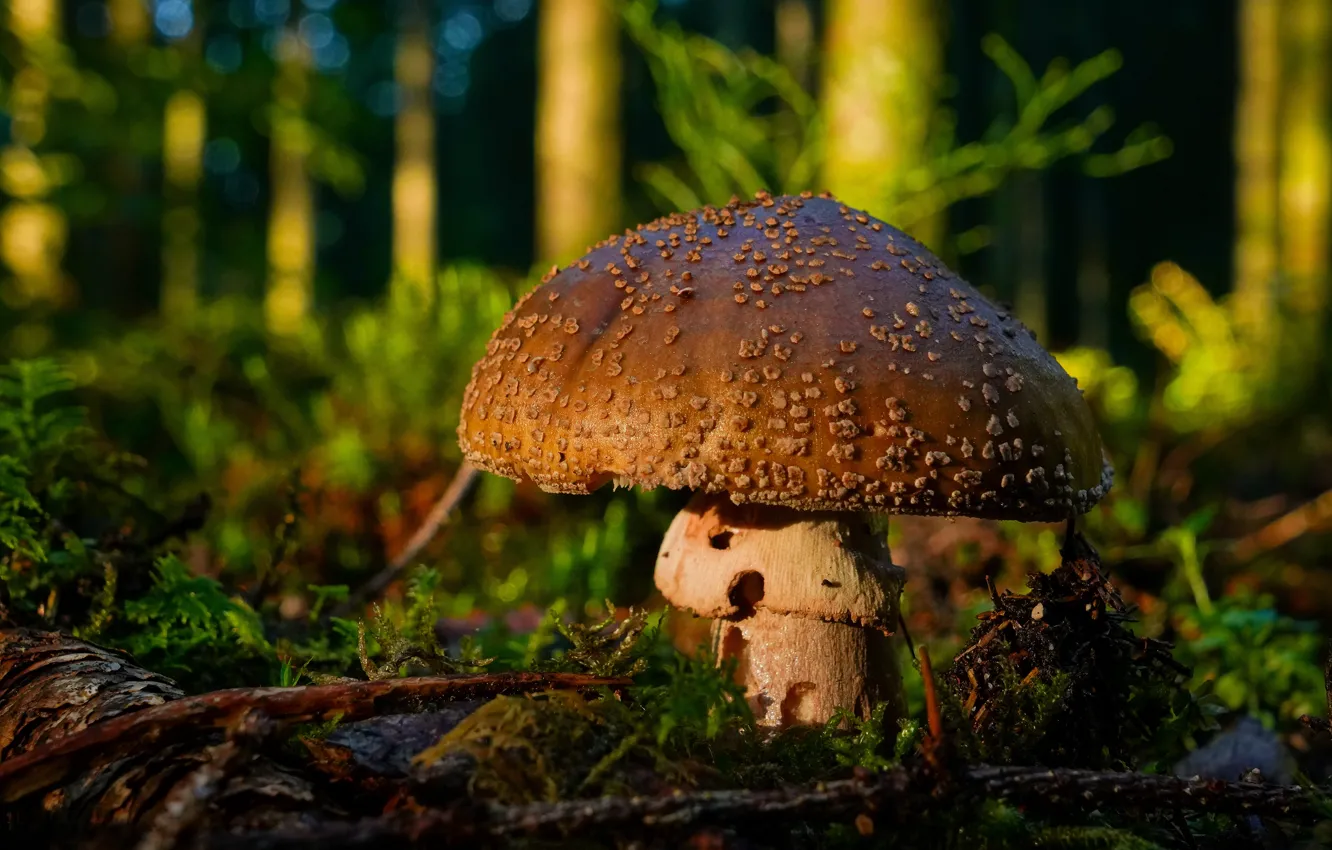 Photo wallpaper forest, mushroom, mushroom, brown