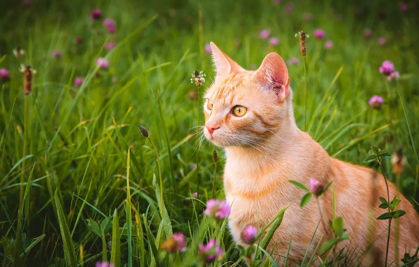 Photo wallpaper greens, cat, summer, grass, cat, look, face, flowers
