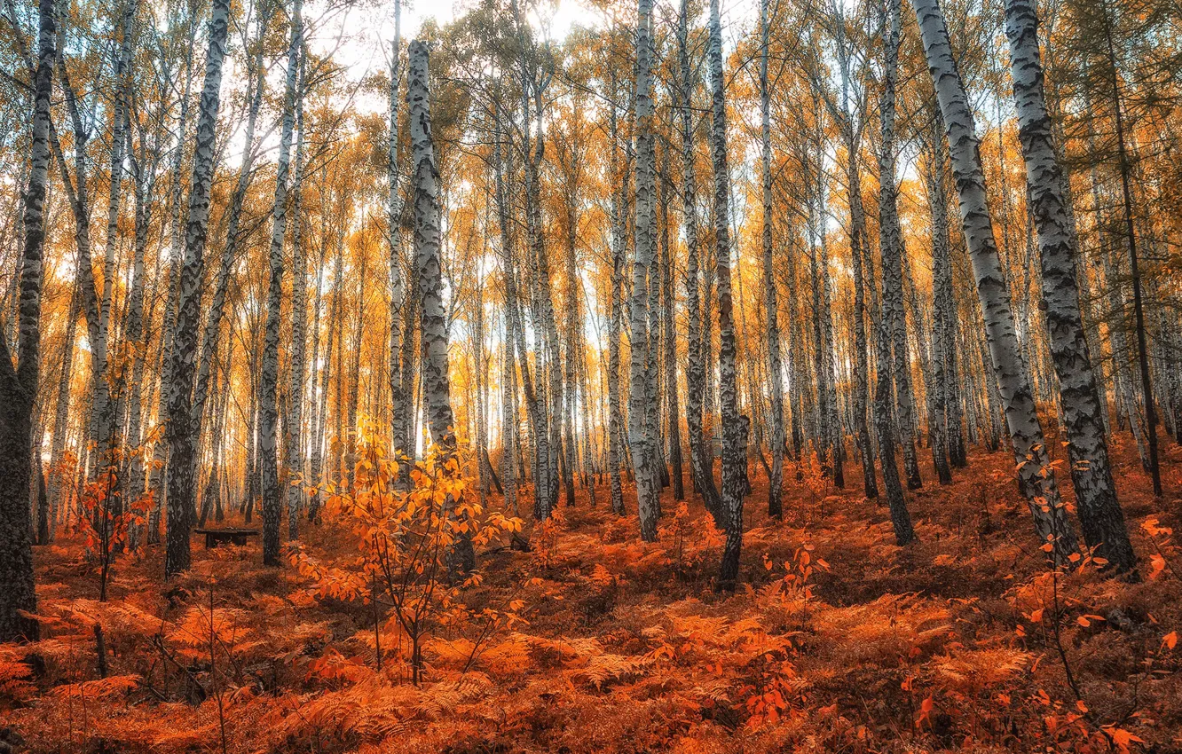 Photo wallpaper autumn, forest, trees, fern, birch, grove
