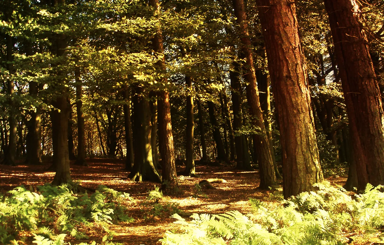 Photo wallpaper forest, light, nature