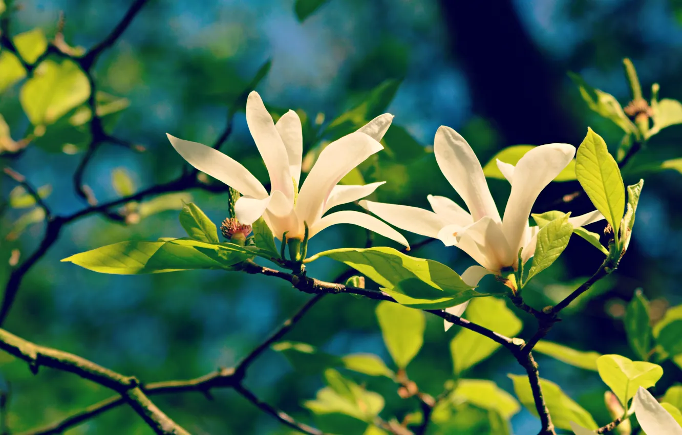 Photo wallpaper greens, leaves, light, flowers, branches, blue, background, spring