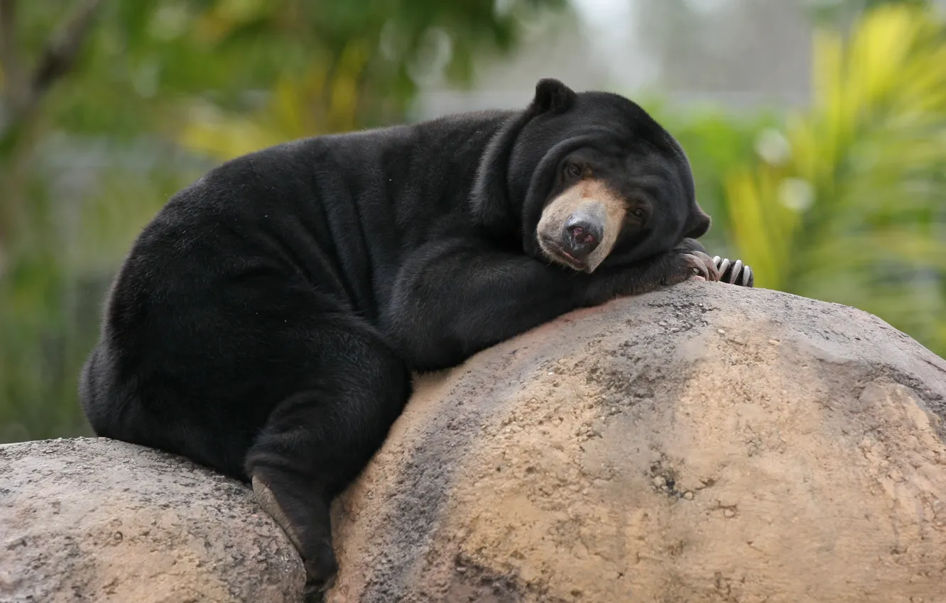 Photo wallpaper stones, stay, bear, bear, boulders, Malayan sun bear, biruang