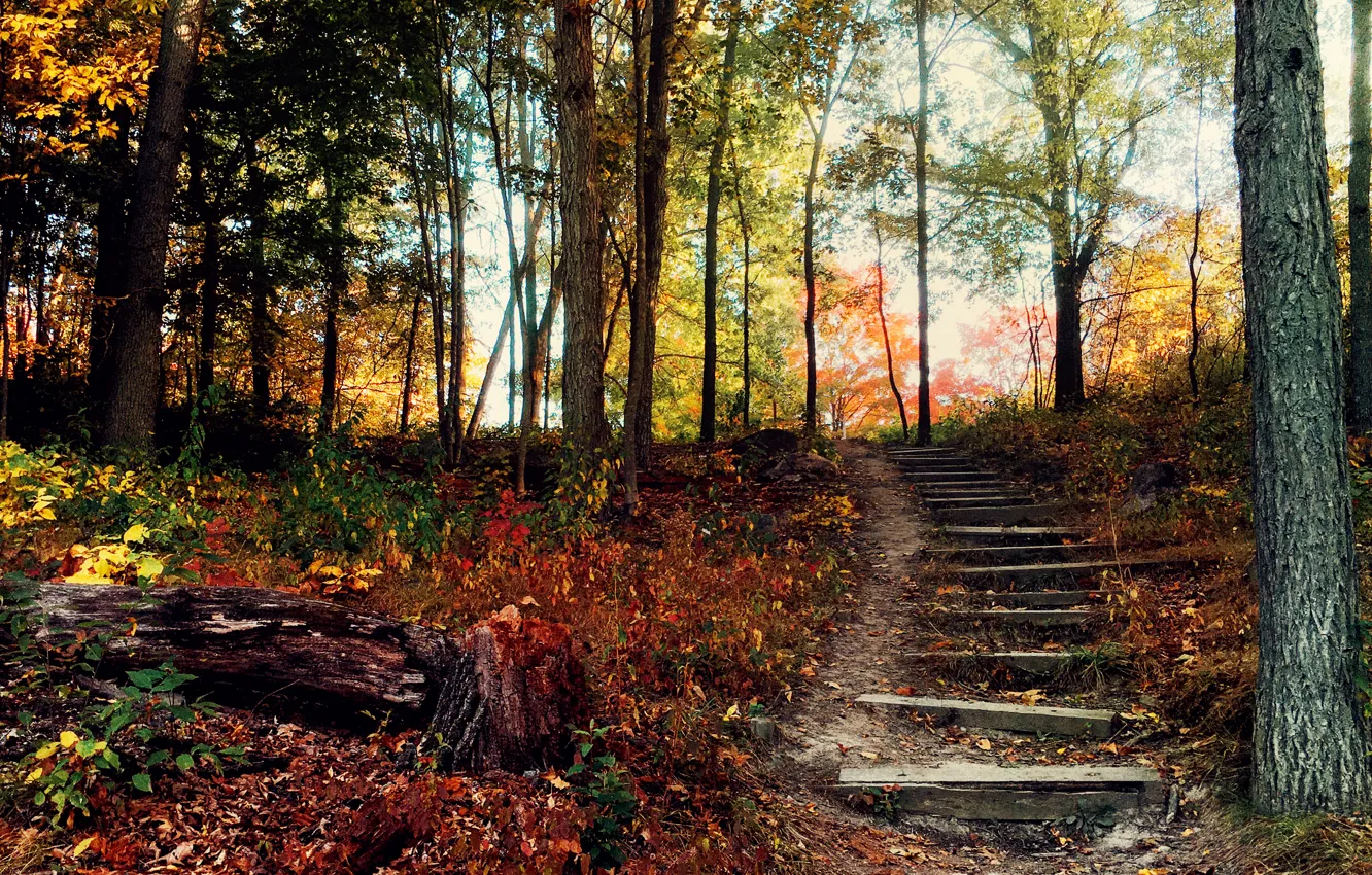 Photo wallpaper autumn, forest, hill, ladder, steps
