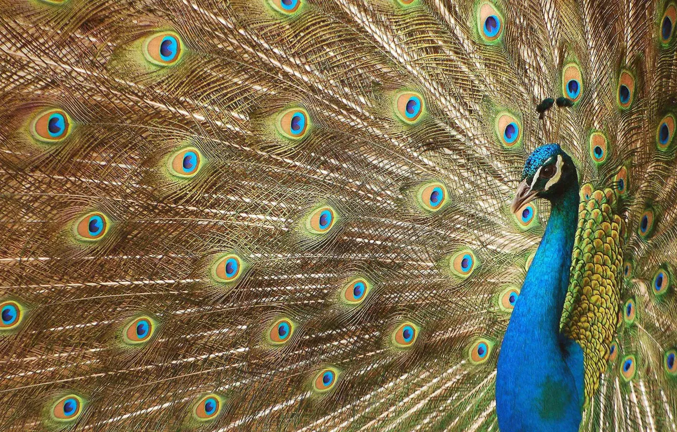 Photo wallpaper eyes, feathers, tail, peacock, beautiful bird wallpapers, beautiful bird, luxurious plumage, digital art