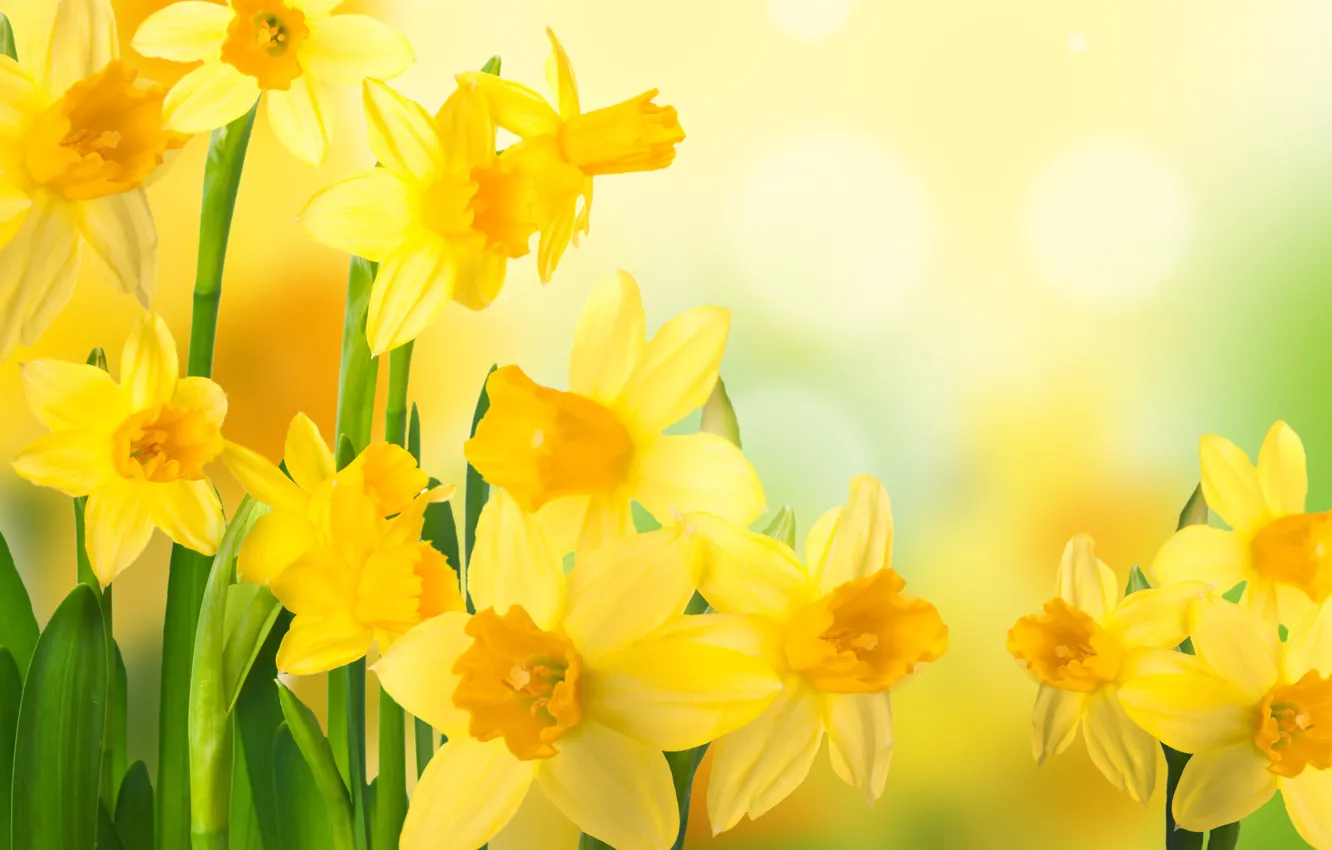Photo wallpaper flowers, nature, spring, daffodils