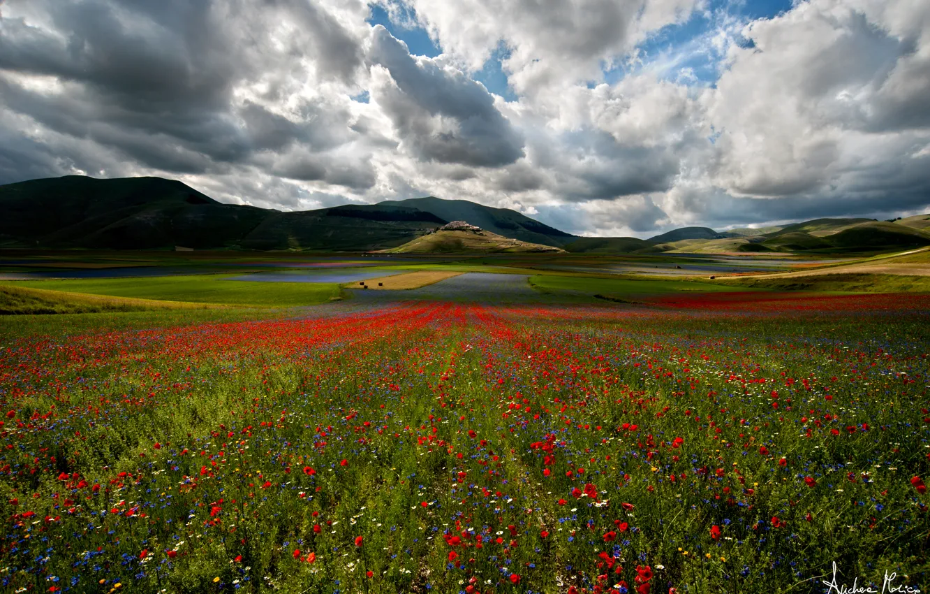 Photo wallpaper field, flowers, Nature