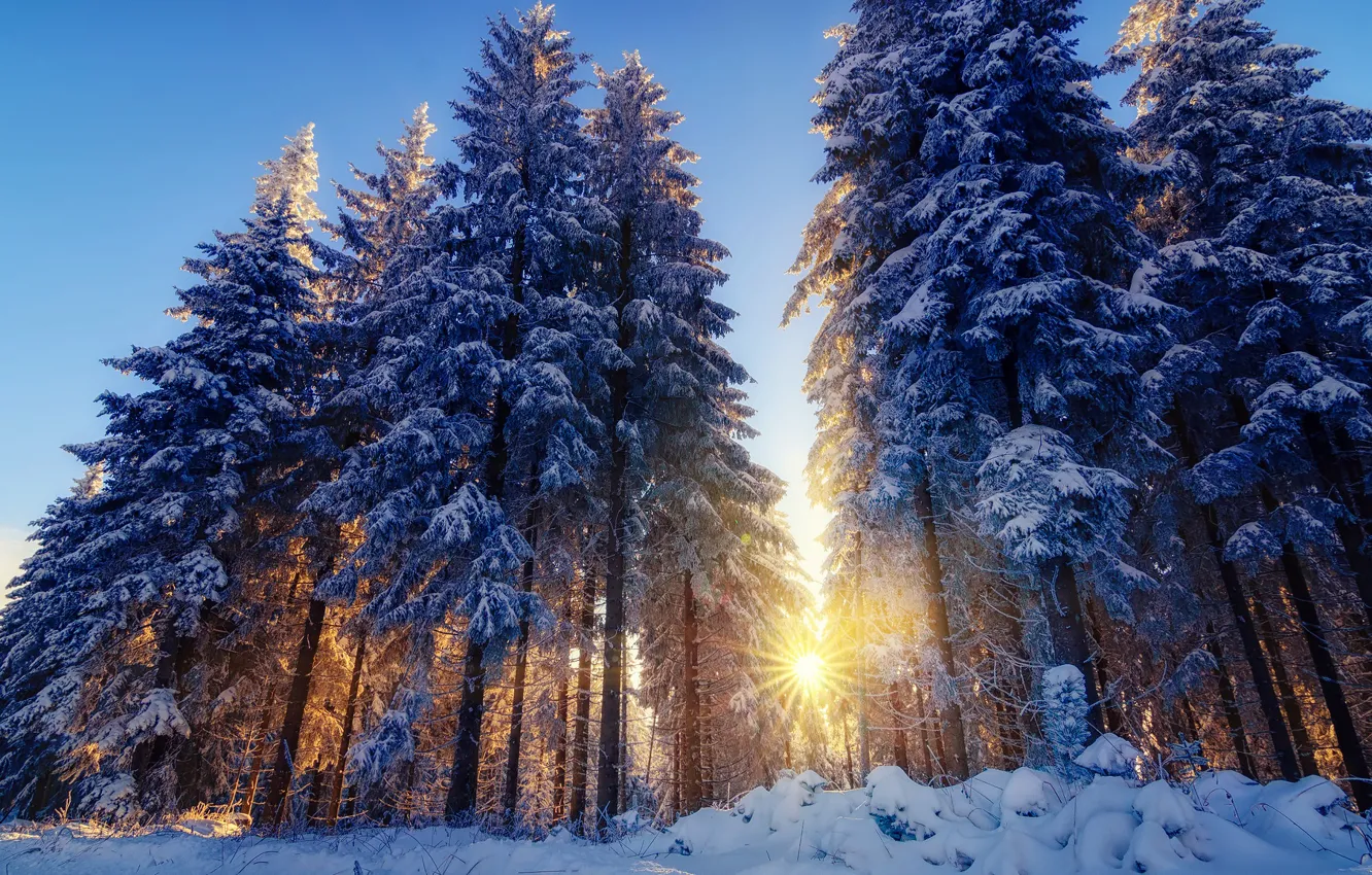 Photo wallpaper winter, forest, the sun, rays, light, snow, trees, nature