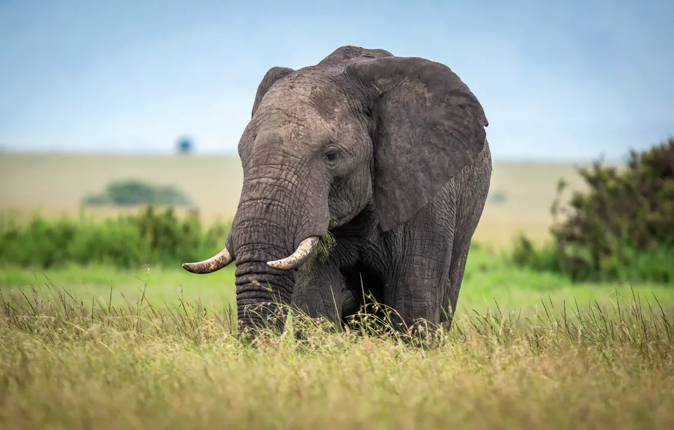 Photo wallpaper field, elephant, Africa