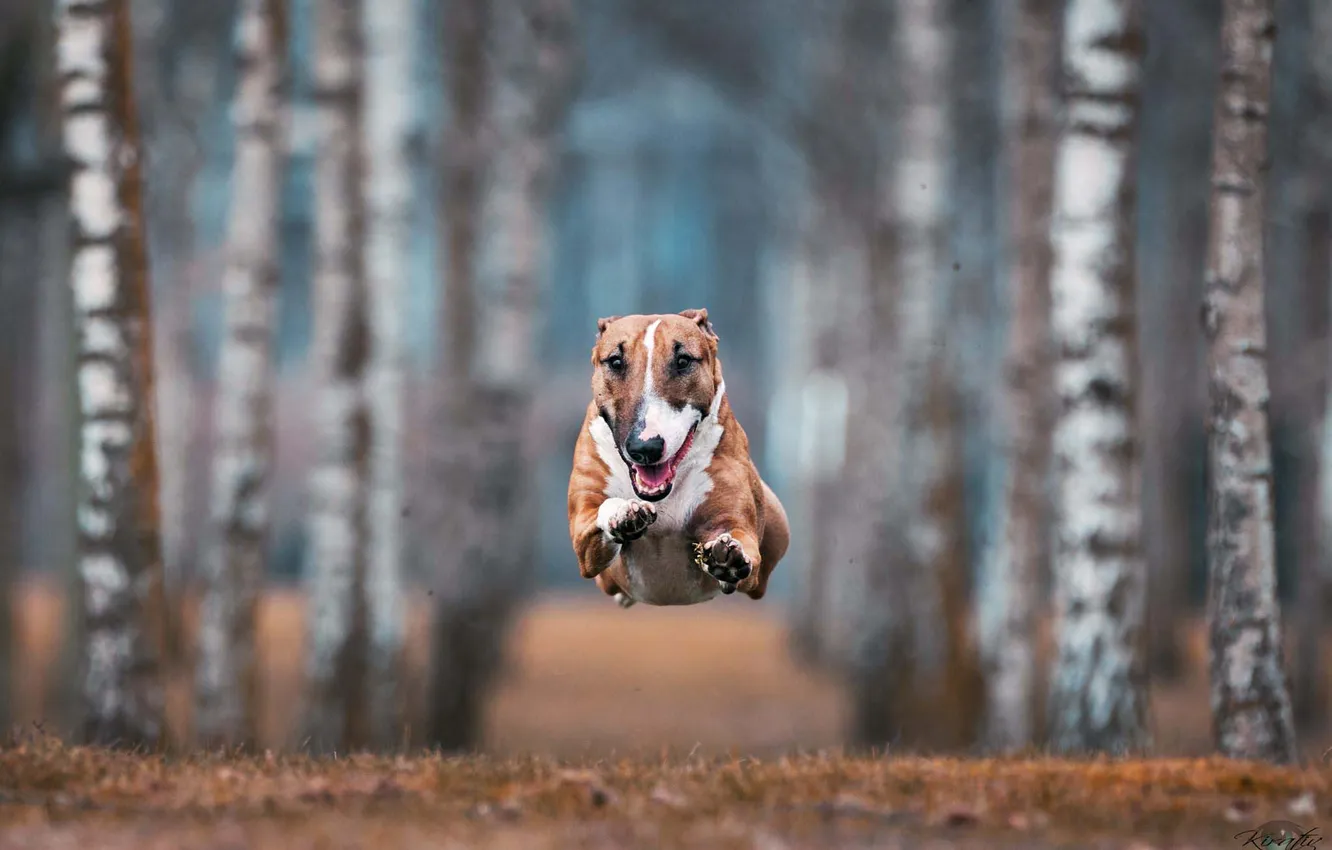 Photo wallpaper jump, dog, running, bull Terrier