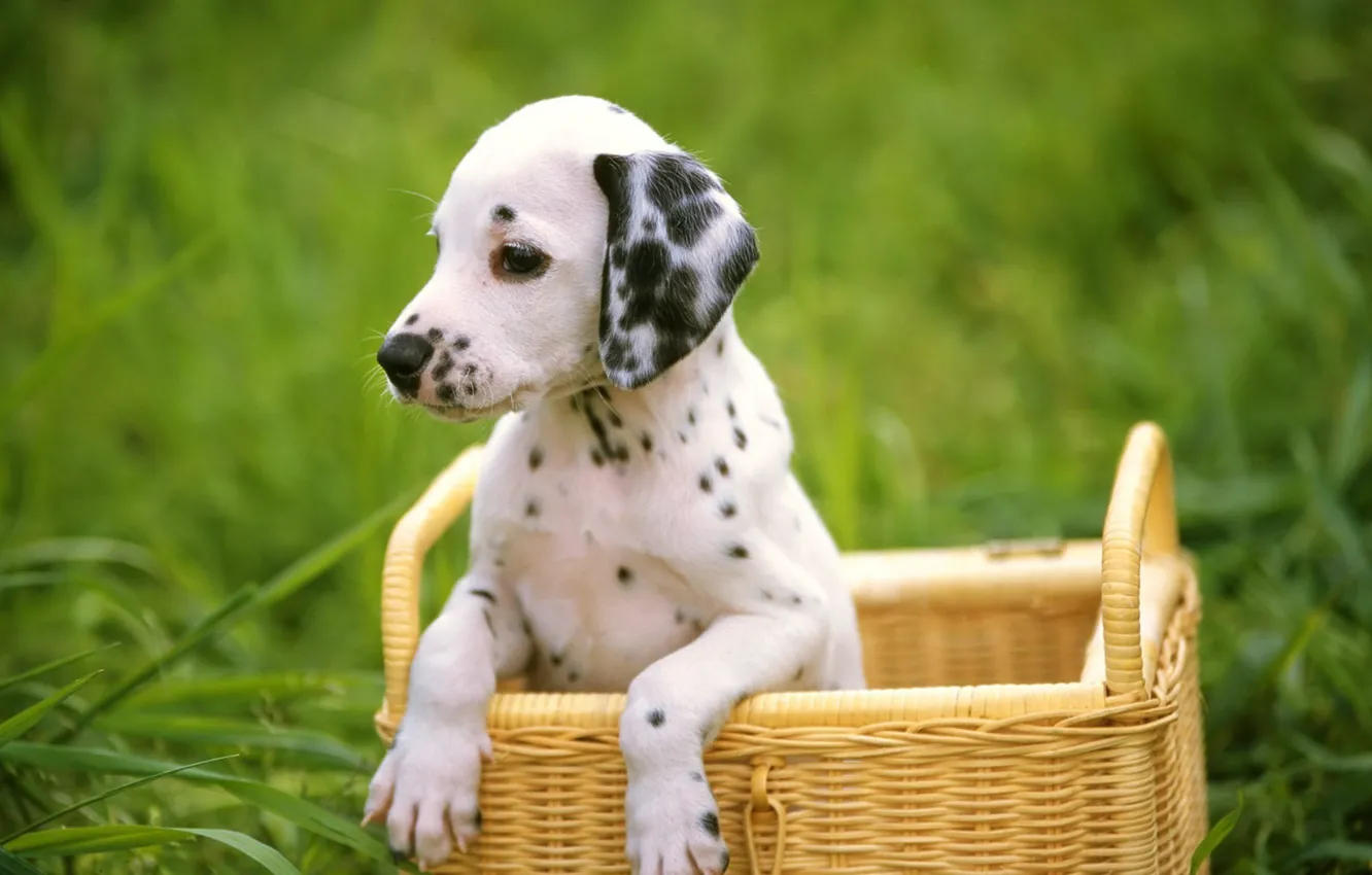 Photo wallpaper grass, dog, puppy, Dalmatians, dog, dalmatian