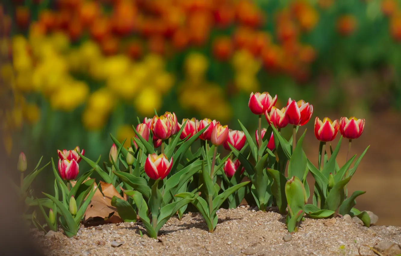Photo wallpaper flowers, red, spring, garden, tulips, flowerbed, bokeh, the ground