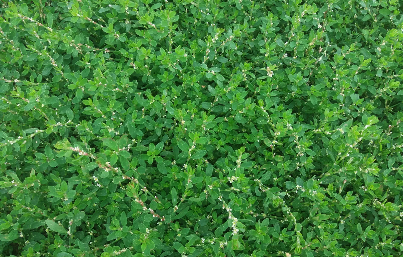 Photo wallpaper grass, green, knotweed