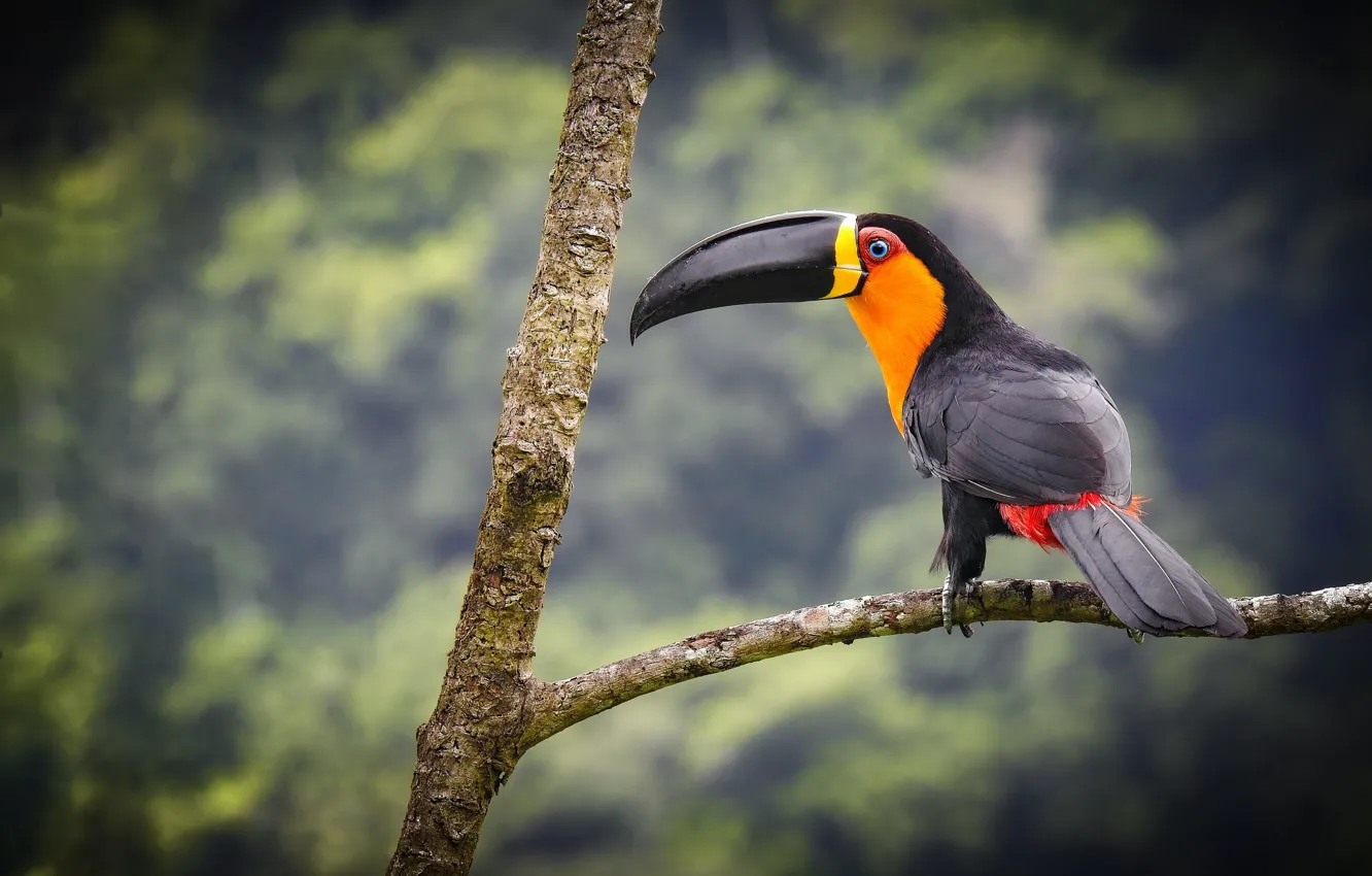Photo wallpaper branches, background, bird, Toucan, Tukan-Ariel