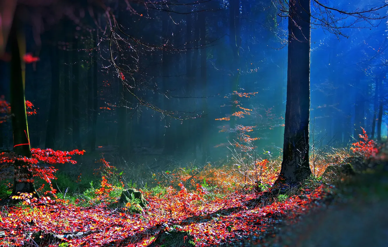 Photo wallpaper autumn, forest, bosque hdr