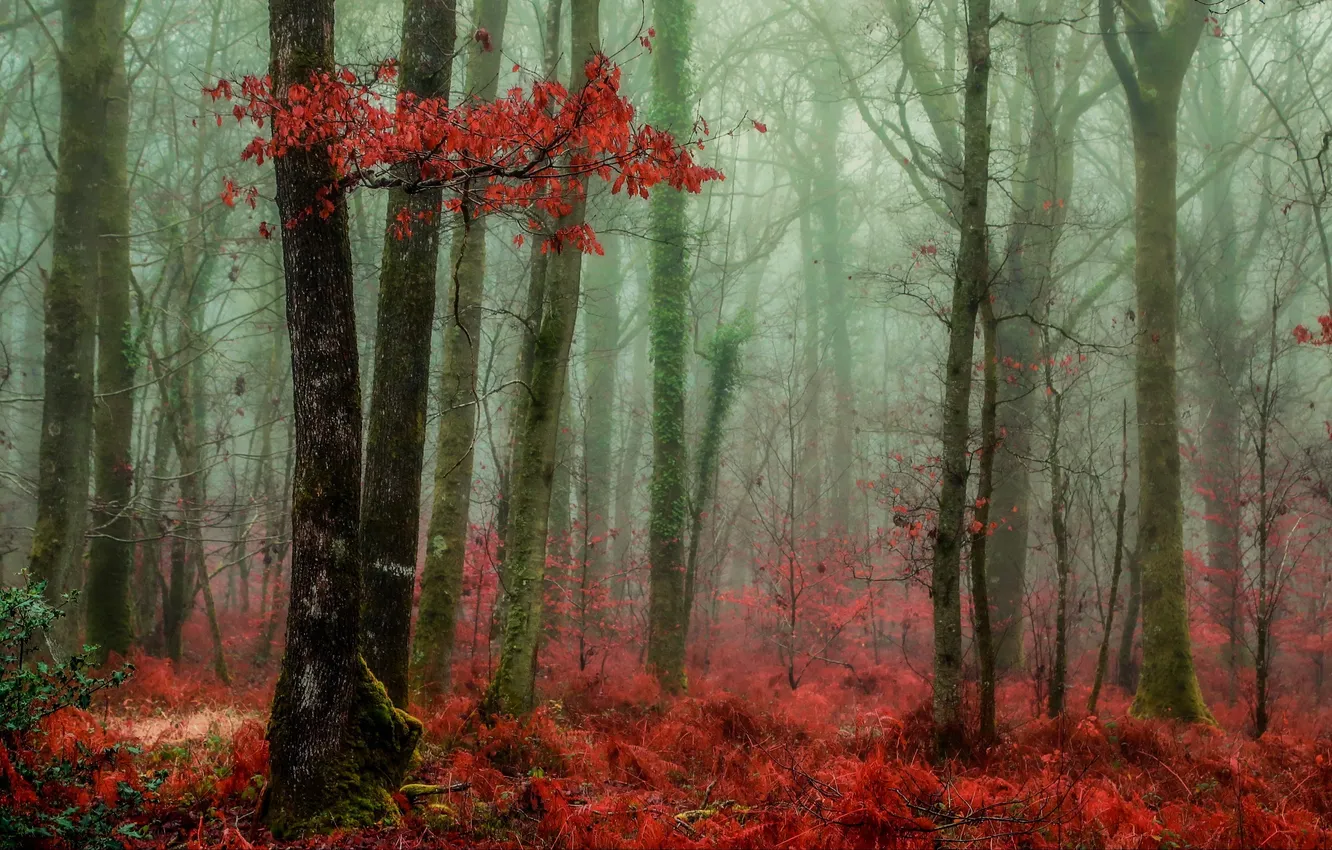 Photo wallpaper autumn, forest, trees