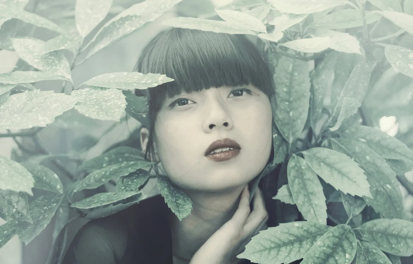 Photo wallpaper leaves, girl, portrait, Asian