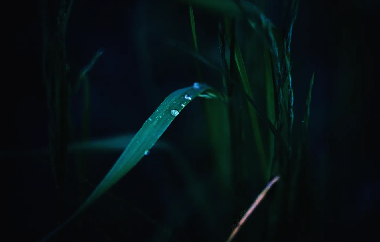 Photo wallpaper summer, grass, leaves, drops, macro, dark, dobraatebe
