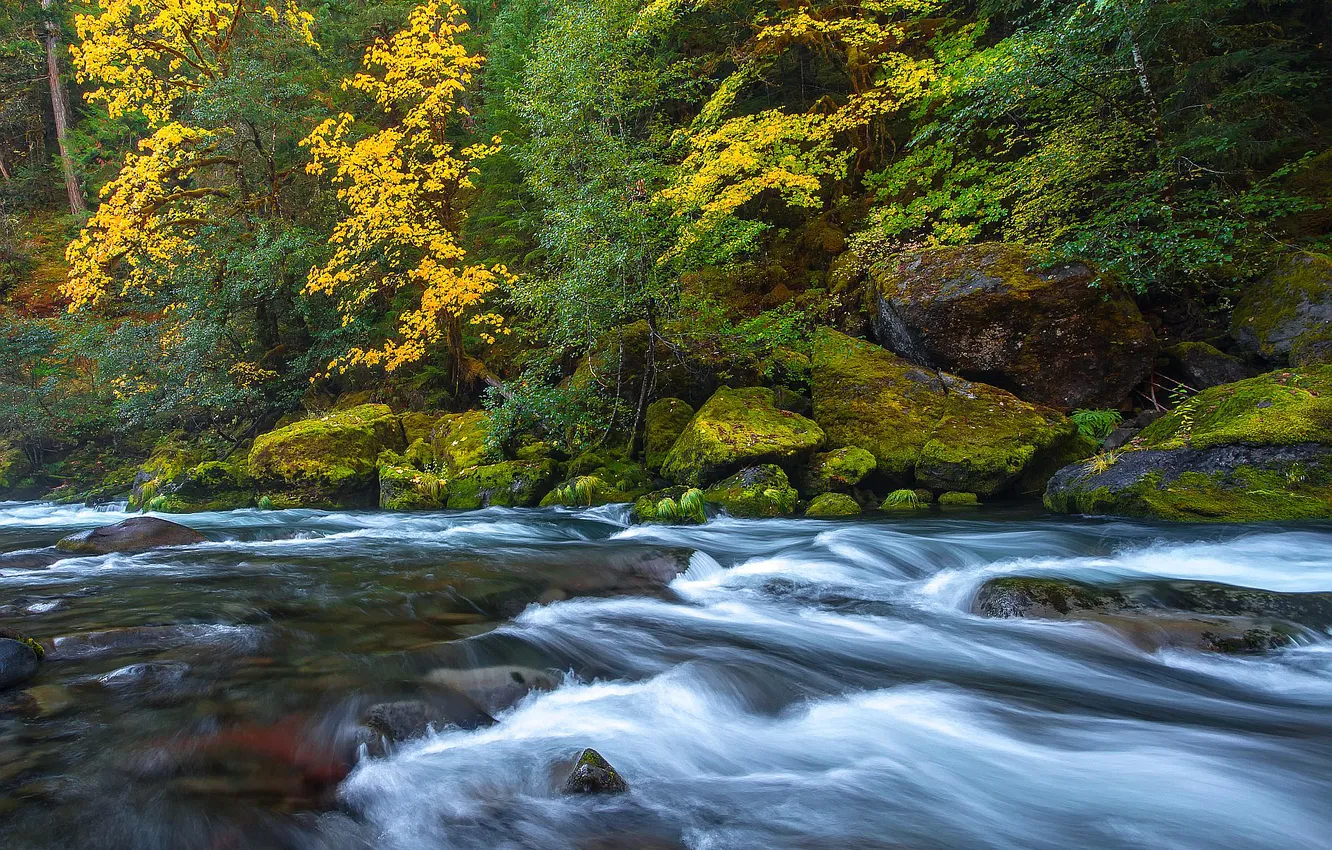 Photo wallpaper autumn, forest, trees, river