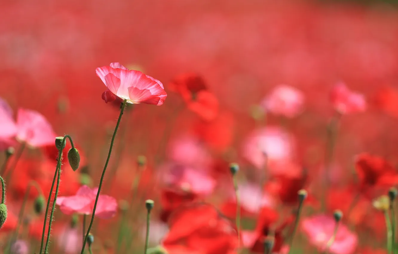 Wallpaper field, nature, Maki, petals, stem, meadow for mobile and ...