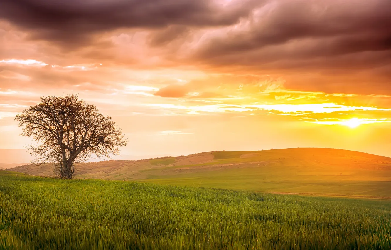 Photo wallpaper field, the sky, trees