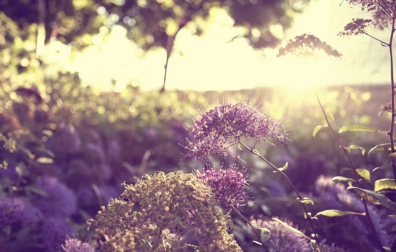 Photo wallpaper the sun, trees, flowers, nature, the bushes