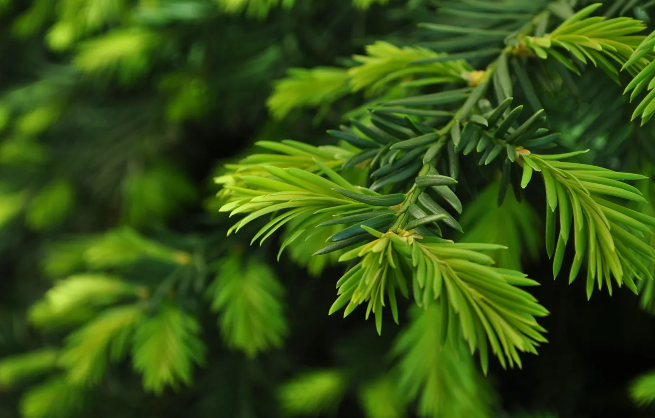 Photo wallpaper branches, nature, close up, green pine