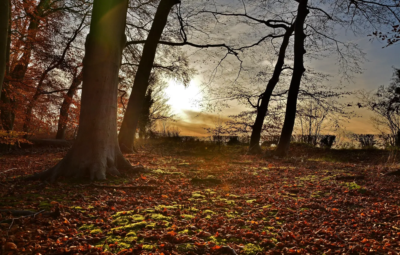 Photo wallpaper forest, leaves, the sun, trees, sunset, sunshine, forest, trees