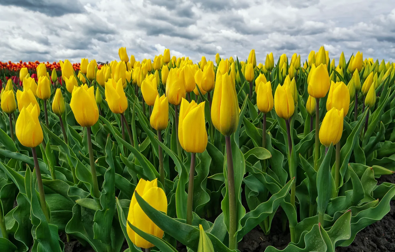 Photo wallpaper field, yellow, tulips, Netherlands, Holland