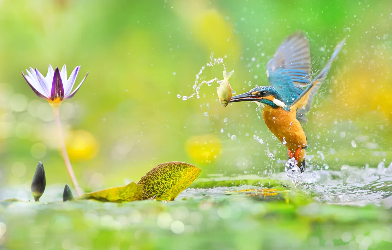 Photo wallpaper greens, leaves, water, macro, fish, flowers, squirt, glare