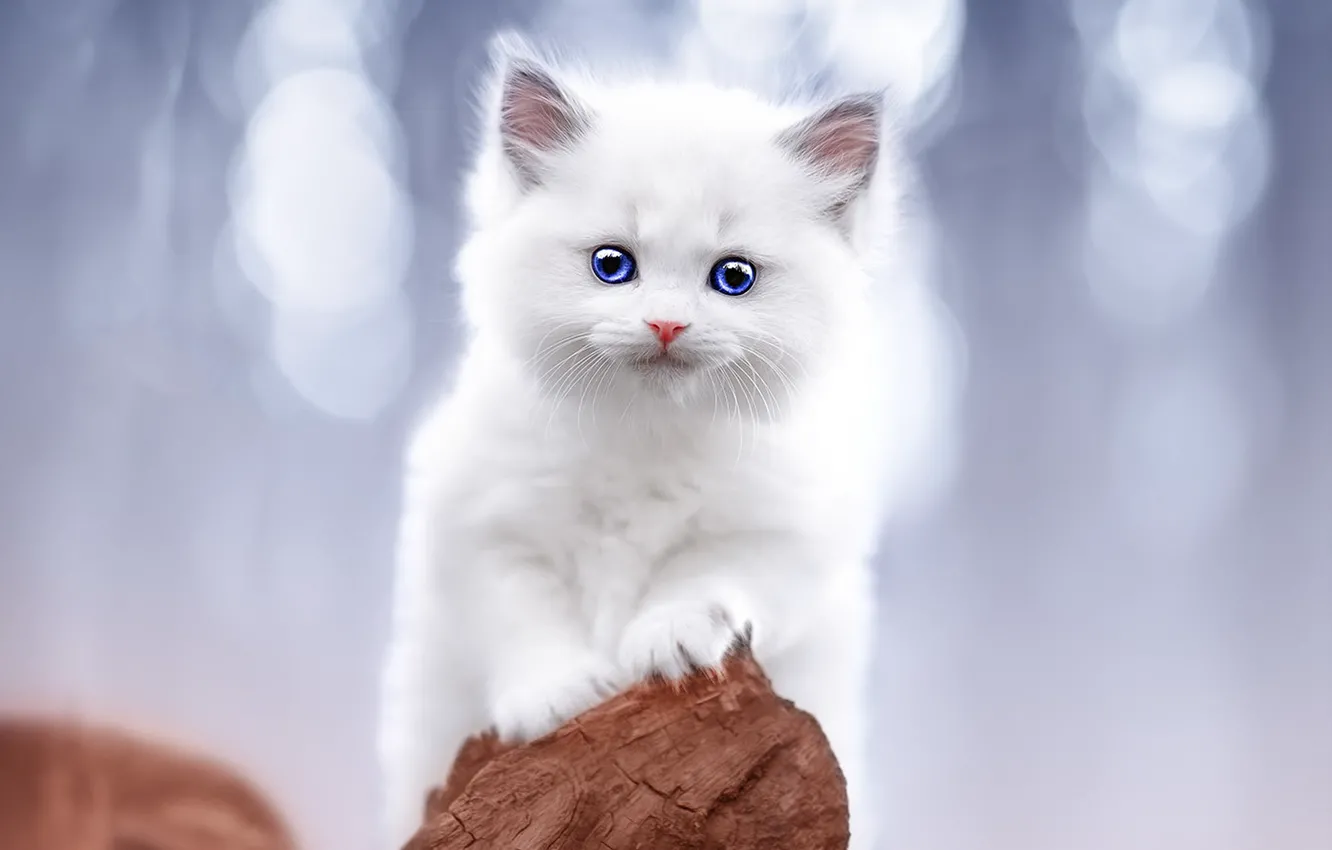Photo wallpaper cat, white, look, nature, pose, snag, kitty, blue eyes