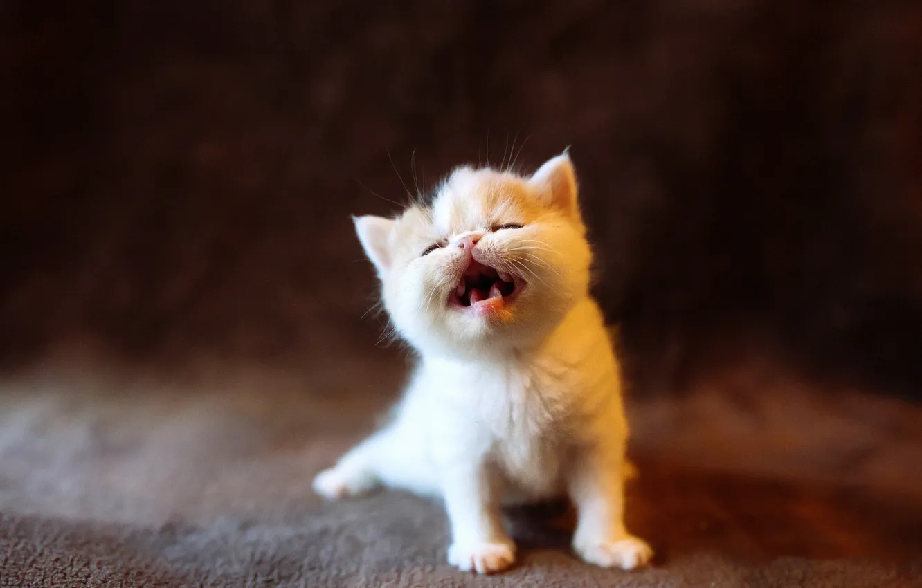 Photo wallpaper cat, white, cat, the dark background, kitty, small, baby, muzzle