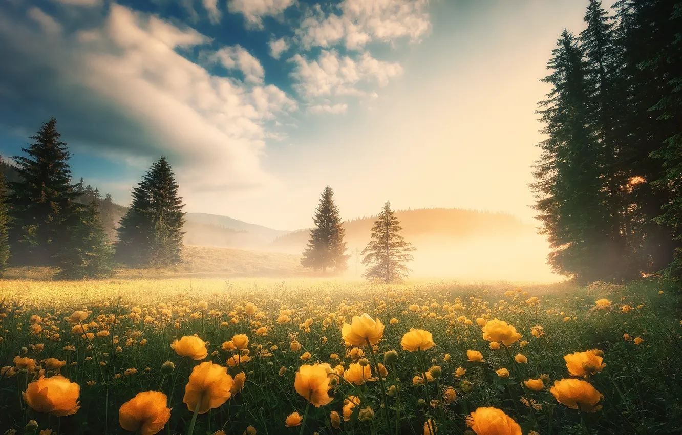 Photo wallpaper trees, landscape, flowers, mountains, nature, fog, morning, ate