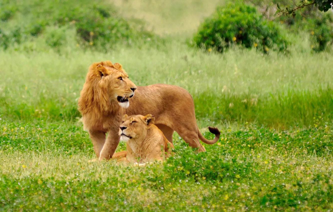 Photo wallpaper grass, cats, nature, glade, predators, Leo, lioness