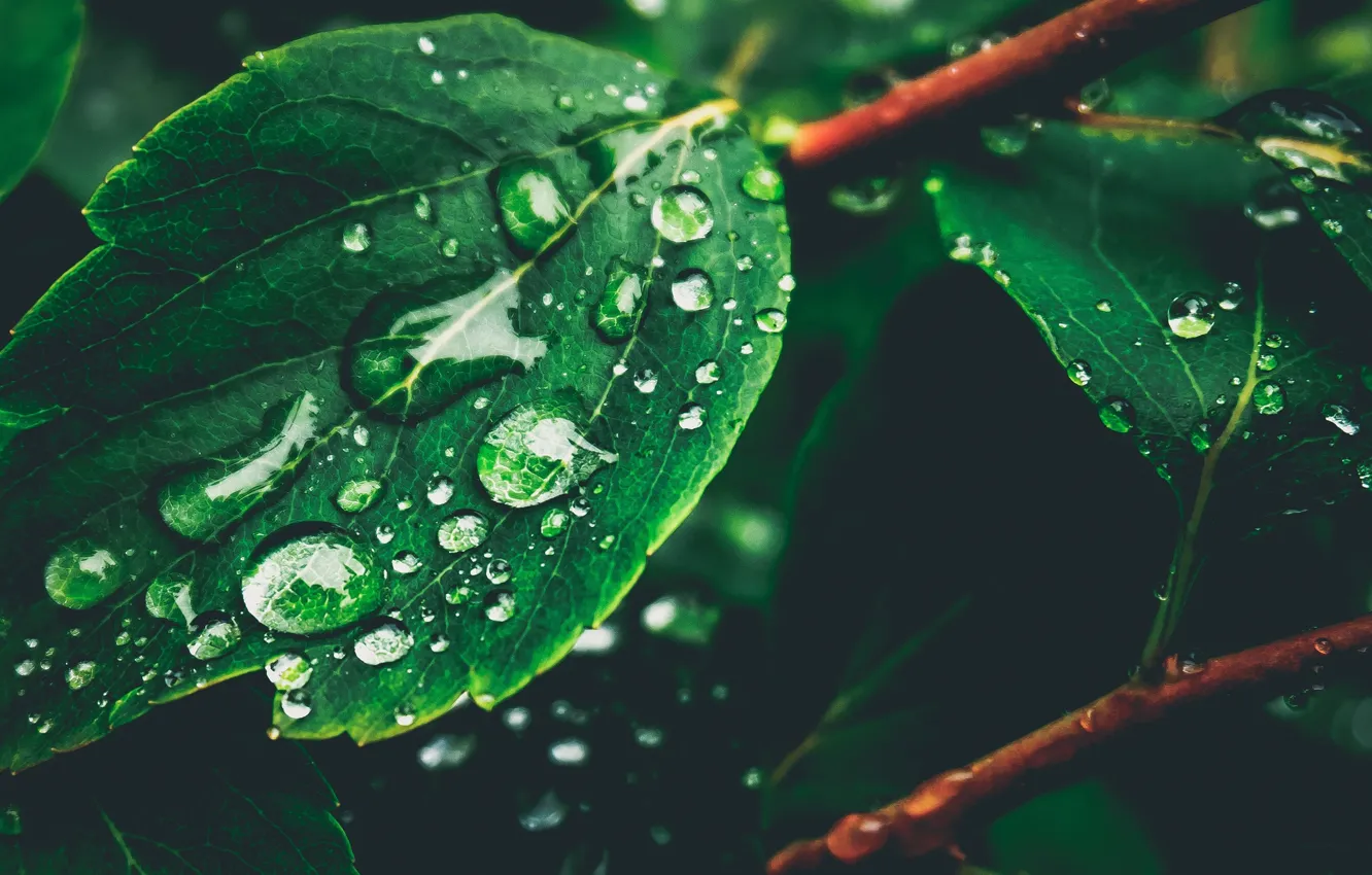 Photo wallpaper leaves, drops, branch