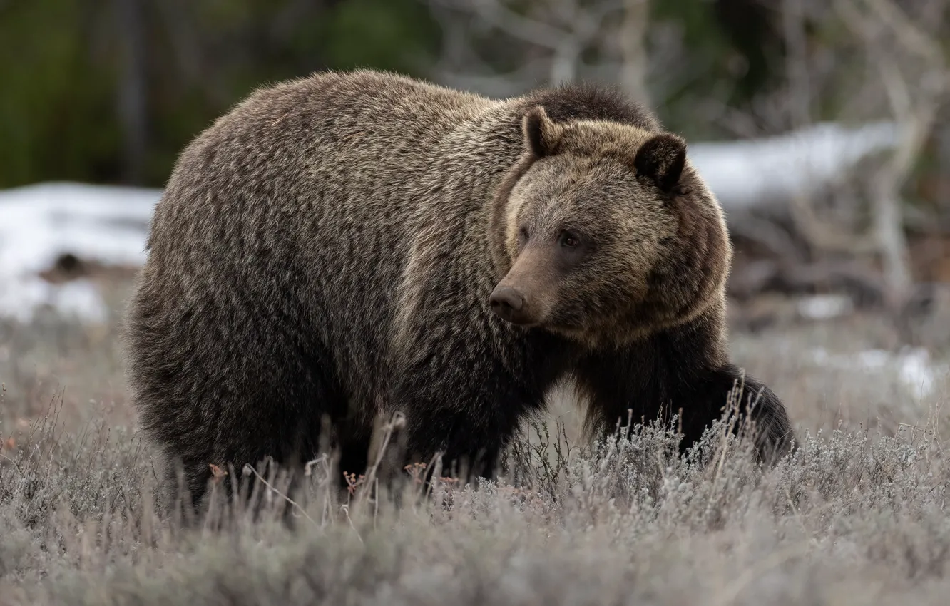 Photo wallpaper grass, bear, walk