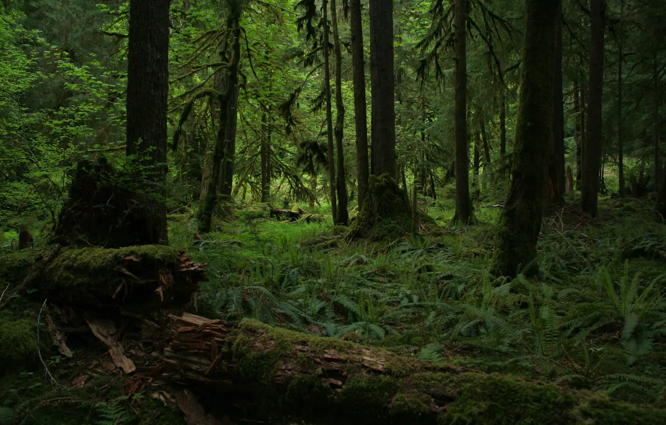 Photo wallpaper forest, trees, nature, USA, Olympic national Park