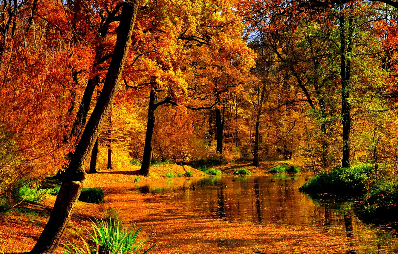 Photo wallpaper autumn, leaves, water, the sun, trees, yellow, pond, Park