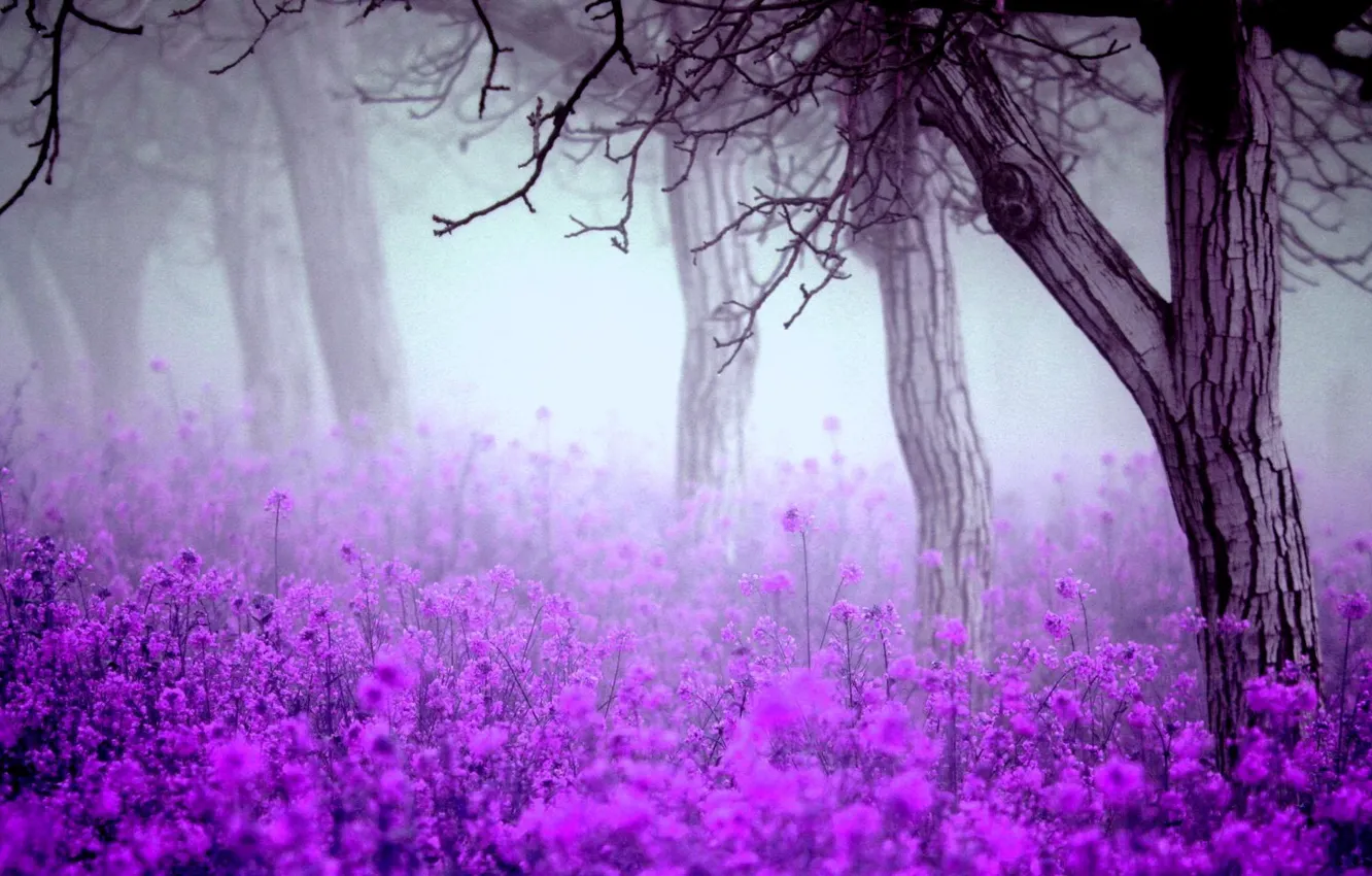 Photo wallpaper trees, fog, Flowers, spring
