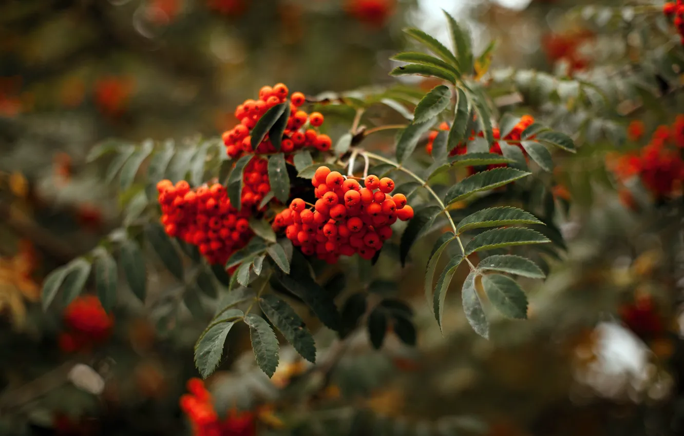 Photo wallpaper summer, nature, Rowan