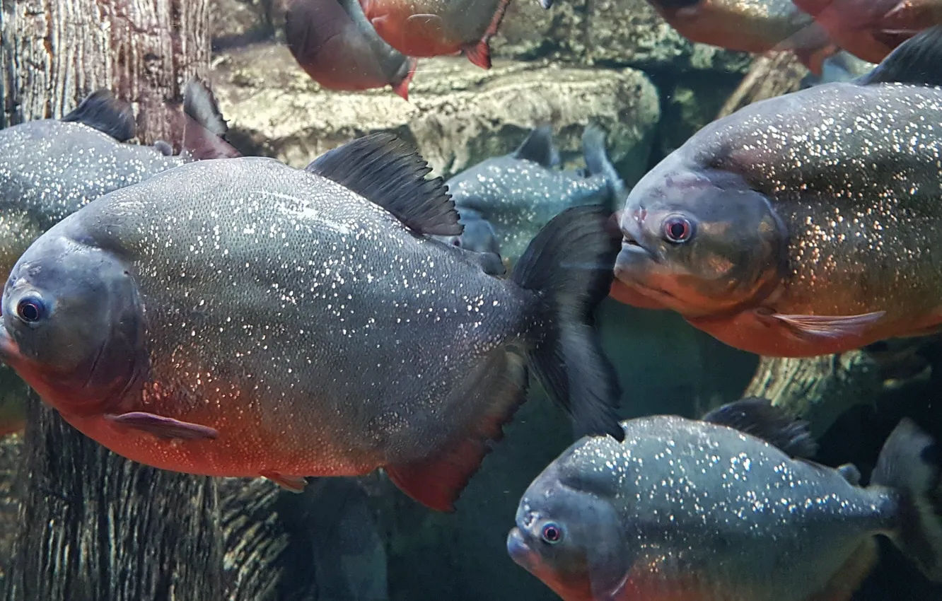 Photo wallpaper animal, American, amazon, school of red-bellied piranha fish