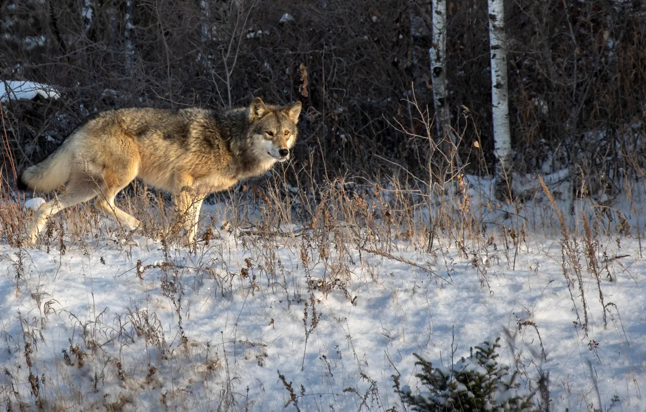 Photo wallpaper winter, forest, snow, nature, wolf, predator