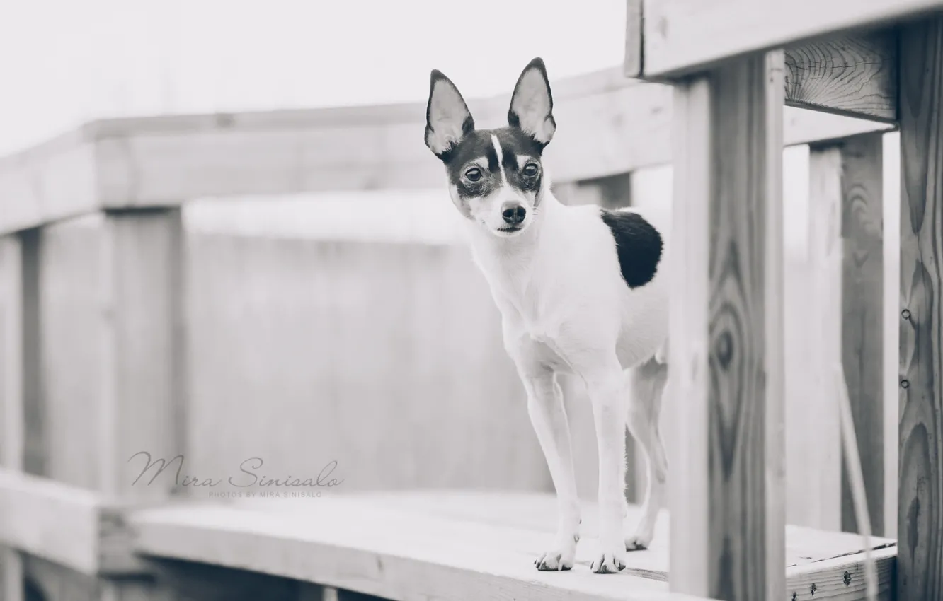Photo wallpaper look, each, dog