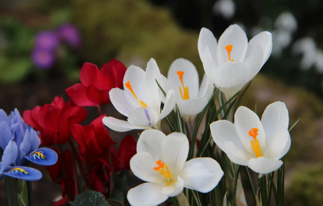 Photo wallpaper flowers, red, spring, crocuses, white, flowerbed, different, bokeh