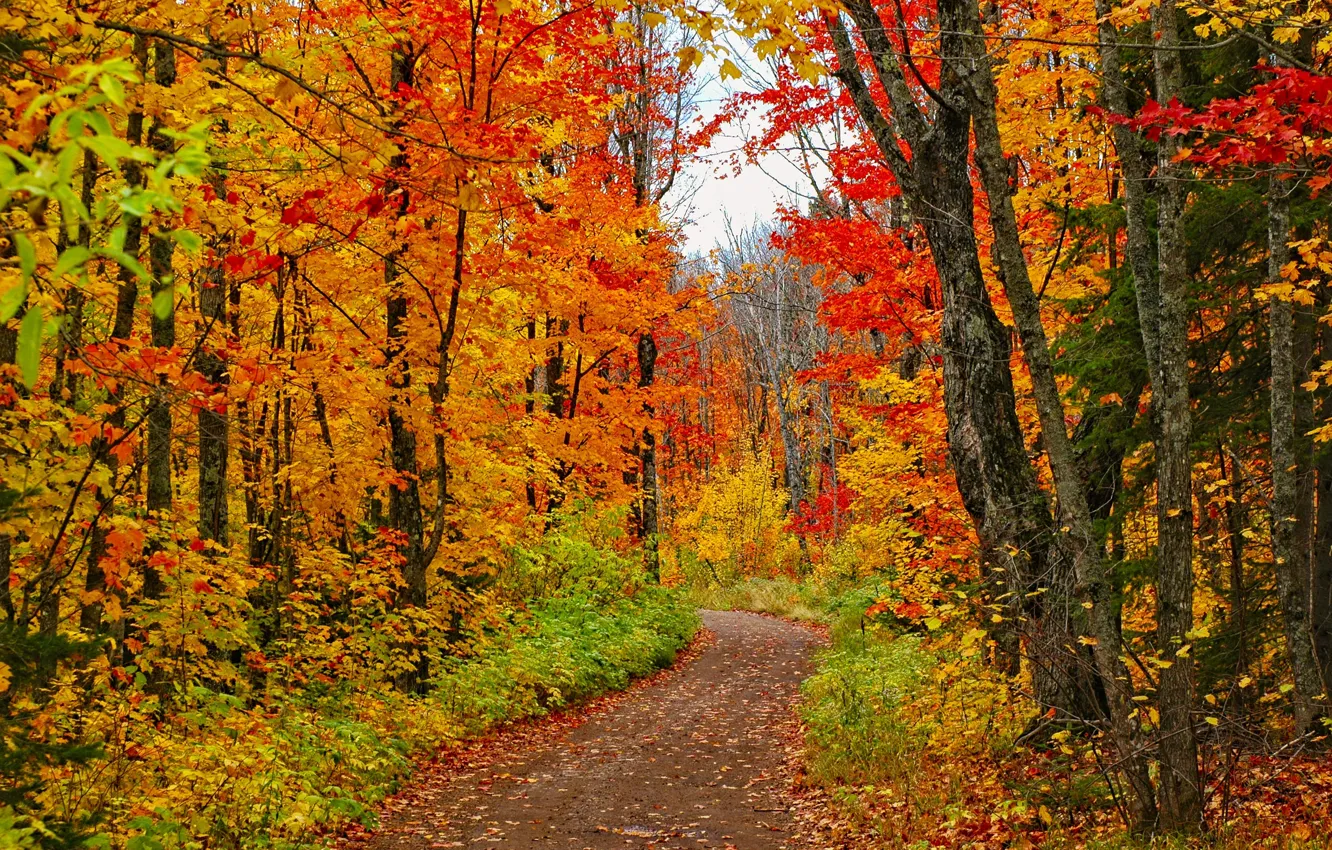 Photo wallpaper road, forest, trees, photo, USA, path, Minnesota