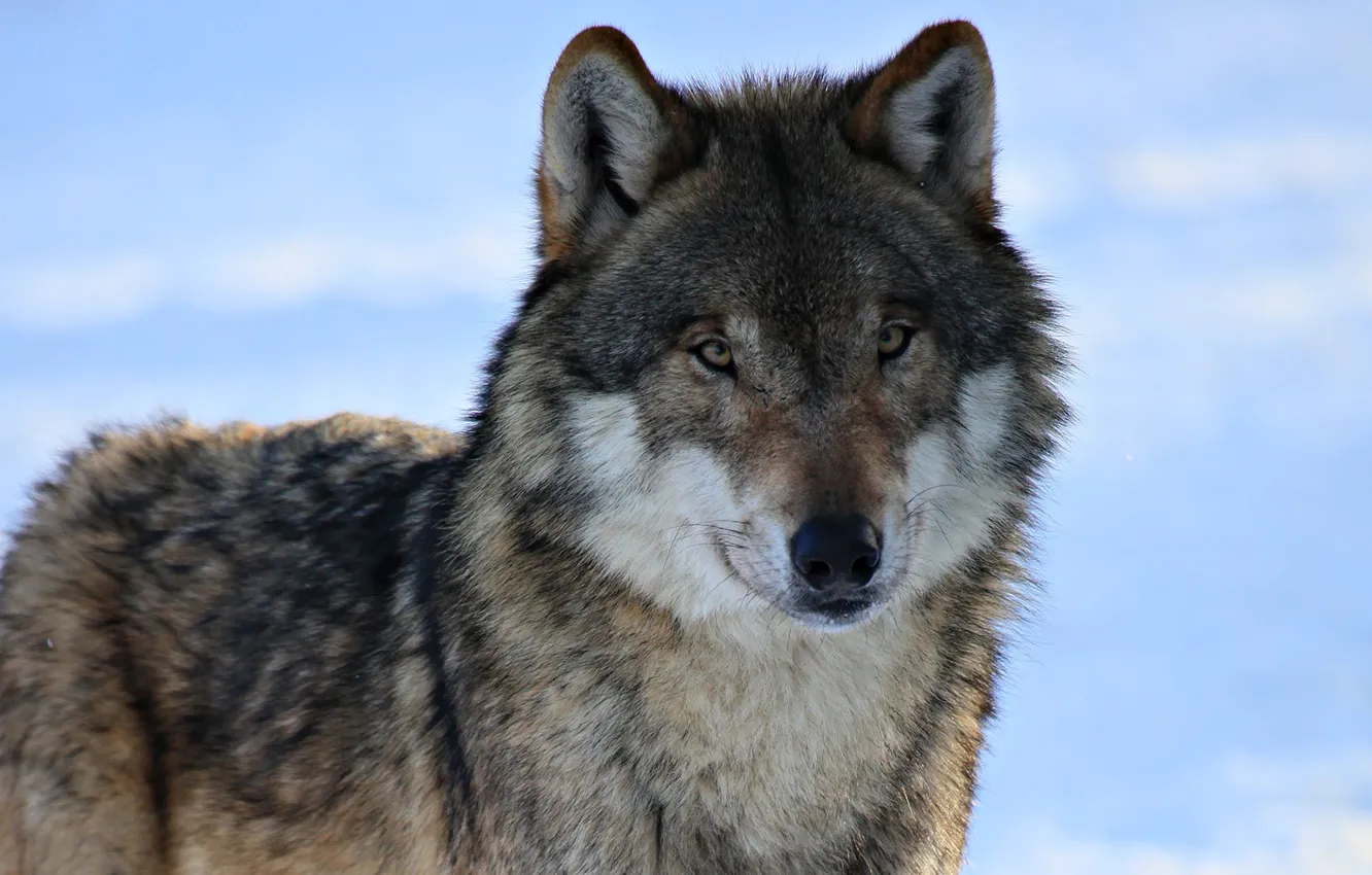 Photo wallpaper winter, look, snow, wolf