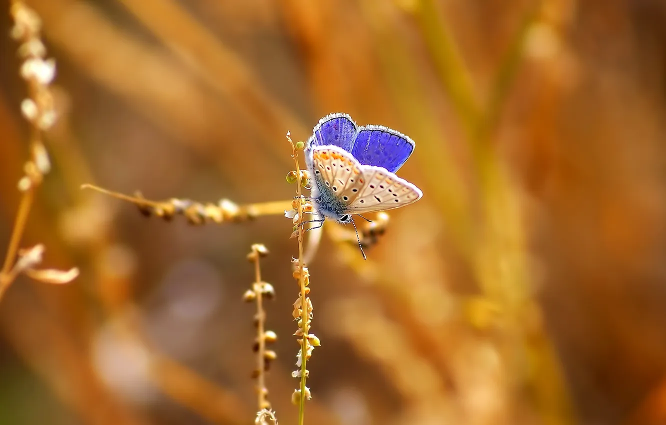 Photo wallpaper butterfly, insect, bokeh