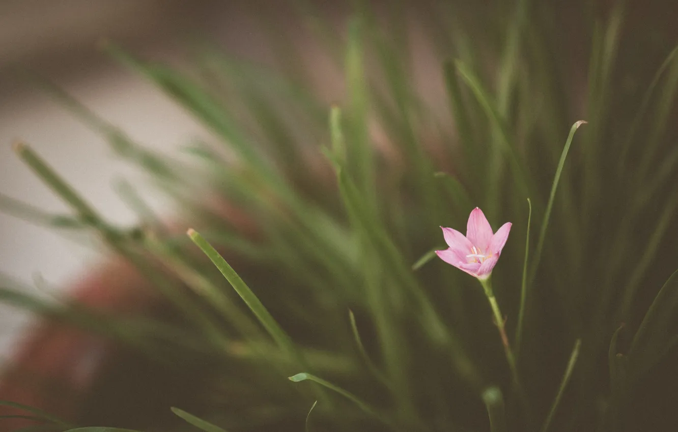 Photo wallpaper flowers, petals, pink