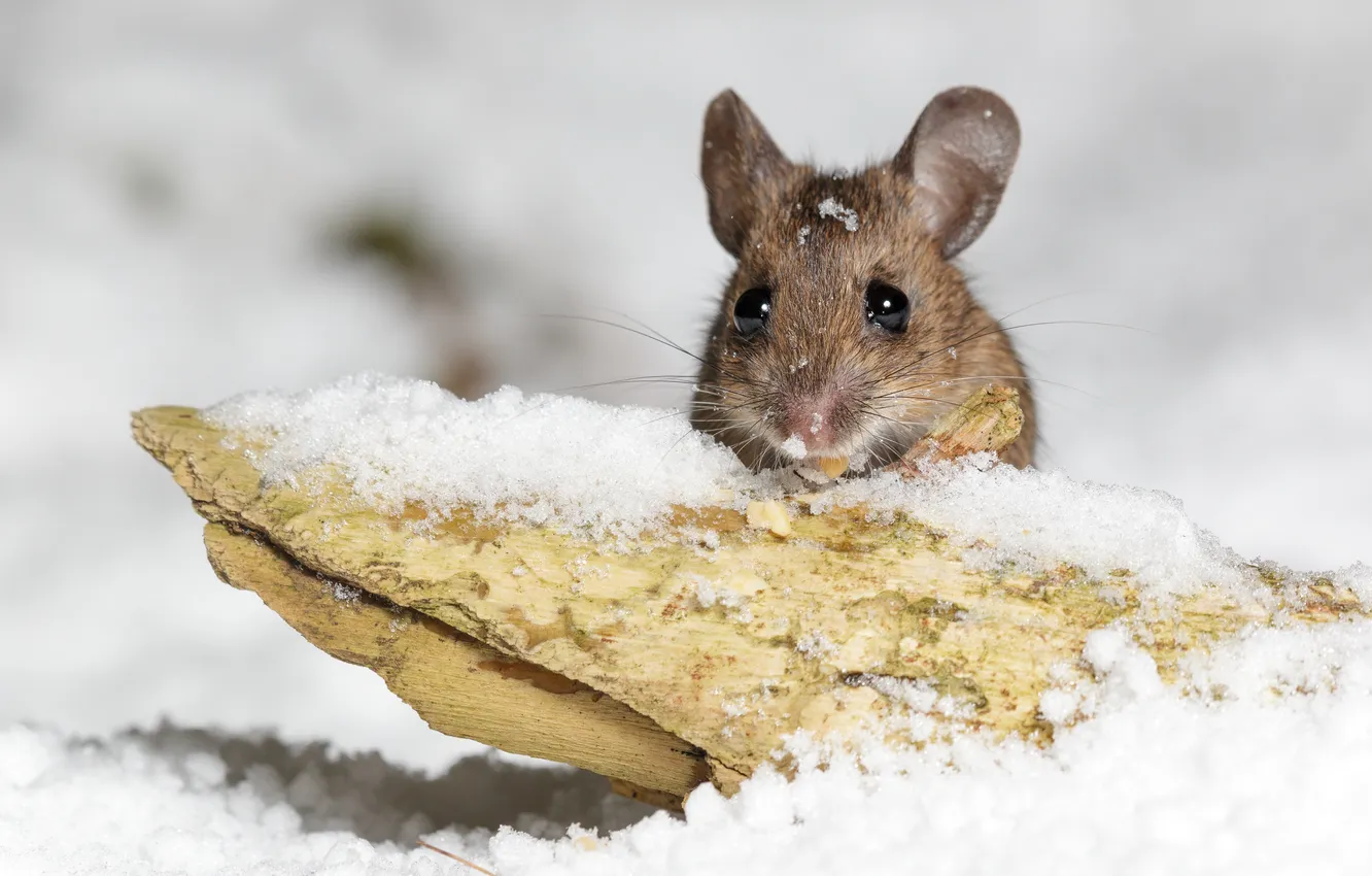 Photo wallpaper snow, nature, mouse
