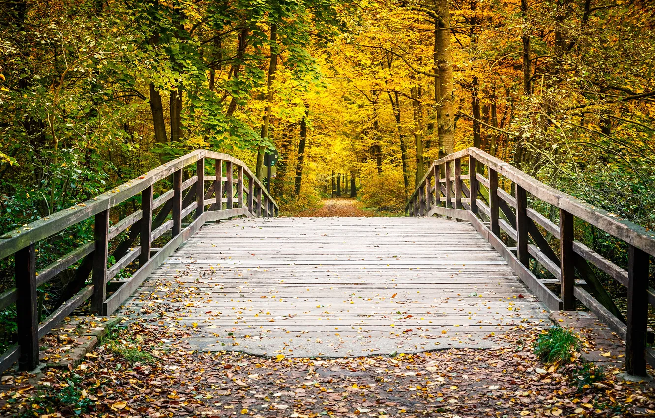 Photo wallpaper autumn, leaves, trees, bridge, Park, track